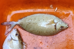 Siganus sutor
