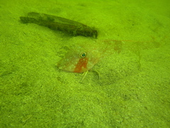 Chelidonichthys obscurus