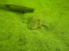 Chelidonichthys obscurus