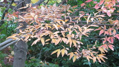 Lindera angustifolia