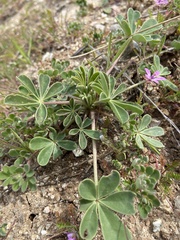 Lupinus succulentus