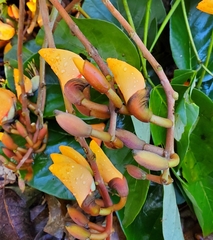 Erythrina fusca