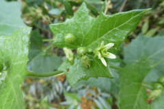 Bryonia cretica marmorata