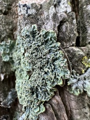 Punctelia subrudecta