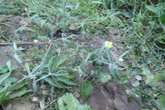 Andryala integrifolia