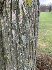 Punctelia subrudecta