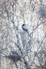 Corvus cornix