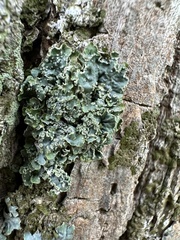Punctelia subrudecta