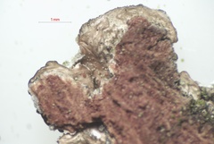 Punctelia subrudecta