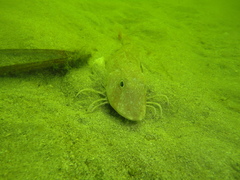 Chelidonichthys obscurus
