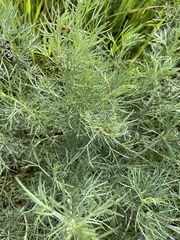 Artemisia californica