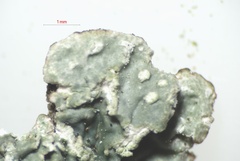 Punctelia subrudecta