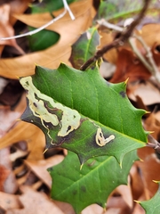 Phytomyza ilicicola
