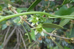 Bryonia cretica marmorata