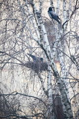 Corvus cornix