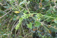 Bryonia cretica marmorata
