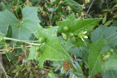 Bryonia cretica marmorata