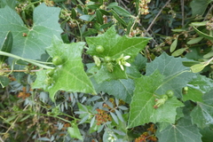 Bryonia cretica marmorata