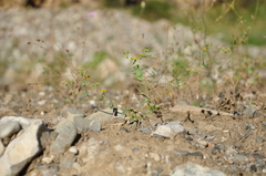 Bupleurum schistosum