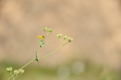 Bupleurum schistosum