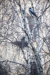 Corvus cornix