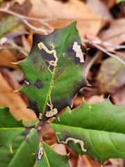Phytomyza ilicicola