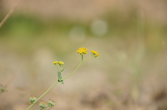 Bupleurum schistosum