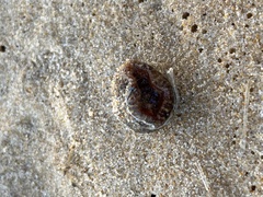 Calliactis parasitica