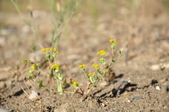 Bupleurum schistosum