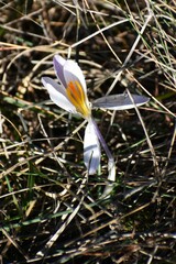 Crocus versicolor