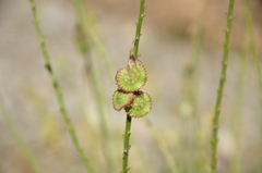 Onobrychis radiata