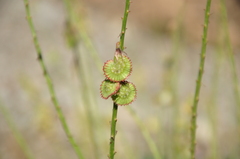 Onobrychis radiata