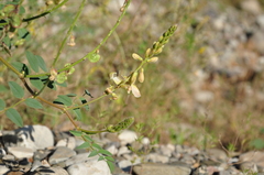 Onobrychis radiata