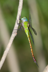 Coryphaeschna adnexa