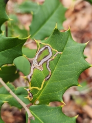 Phytomyza opacae