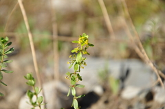 Cruciata taurica