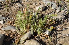 Cruciata taurica