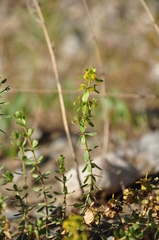 Cruciata taurica