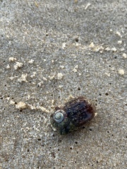 Calliactis parasitica