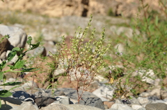 Callipeltis cucullaris