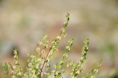 Callipeltis cucullaris