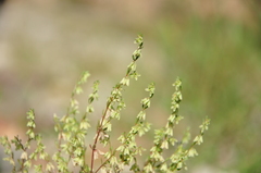 Callipeltis cucullaris