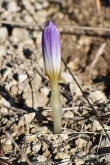 Crocus versicolor