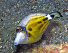 Cantherhines fronticinctus