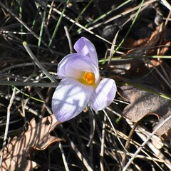 Crocus versicolor