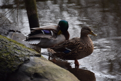 Anas platyrhynchos