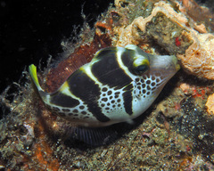 Paraluteres prionurus