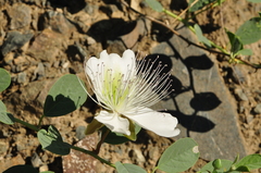 Capparis sicula