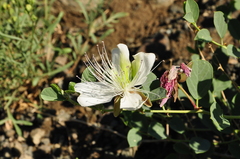 Capparis sicula