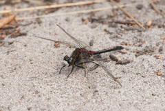Leucorrhinia rubicunda